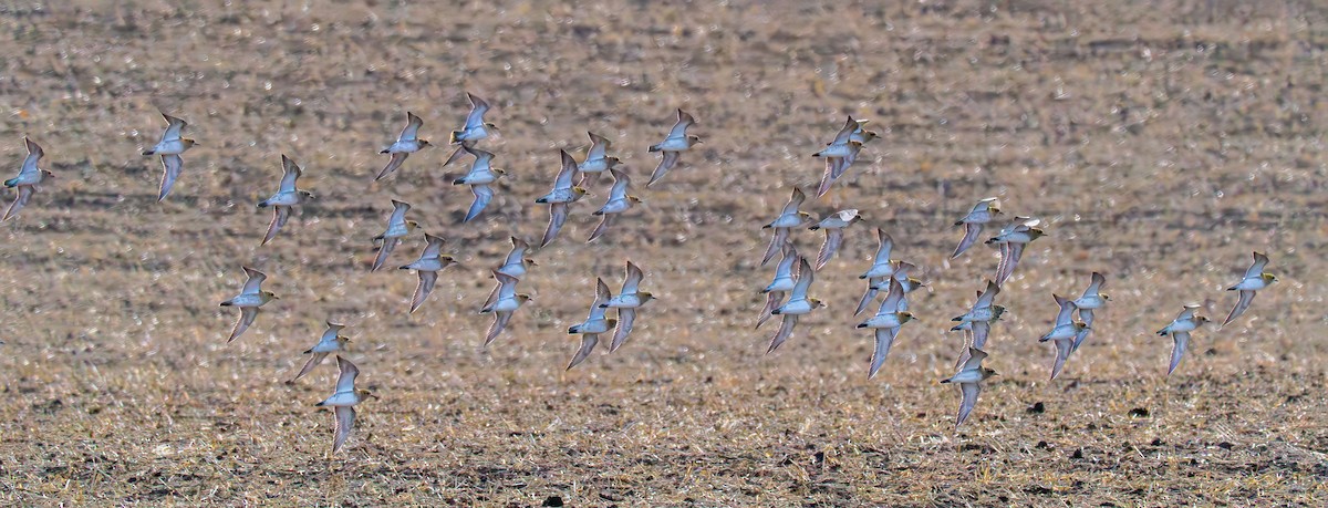 ヨーロッパムナグロ - ML643883912