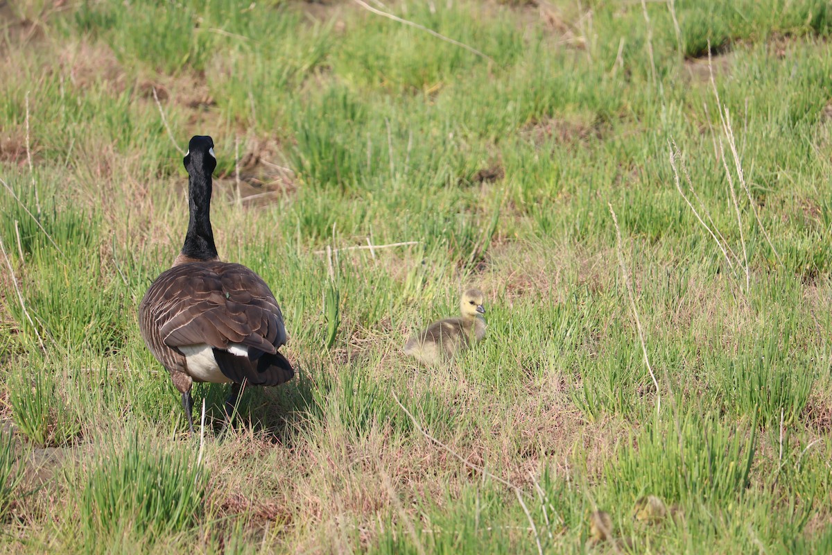 Branta kanadar handia - ML643883934