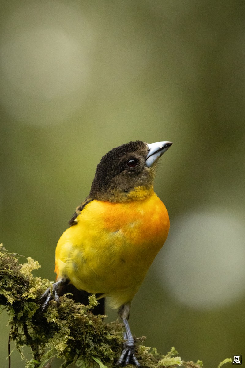 Flame-rumped Tanager - ML643883949