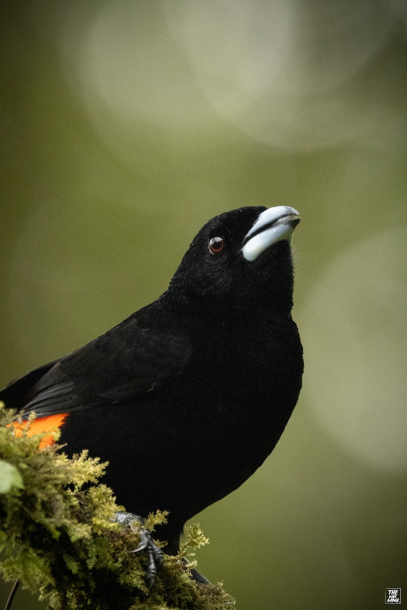Flame-rumped Tanager - ML643883950