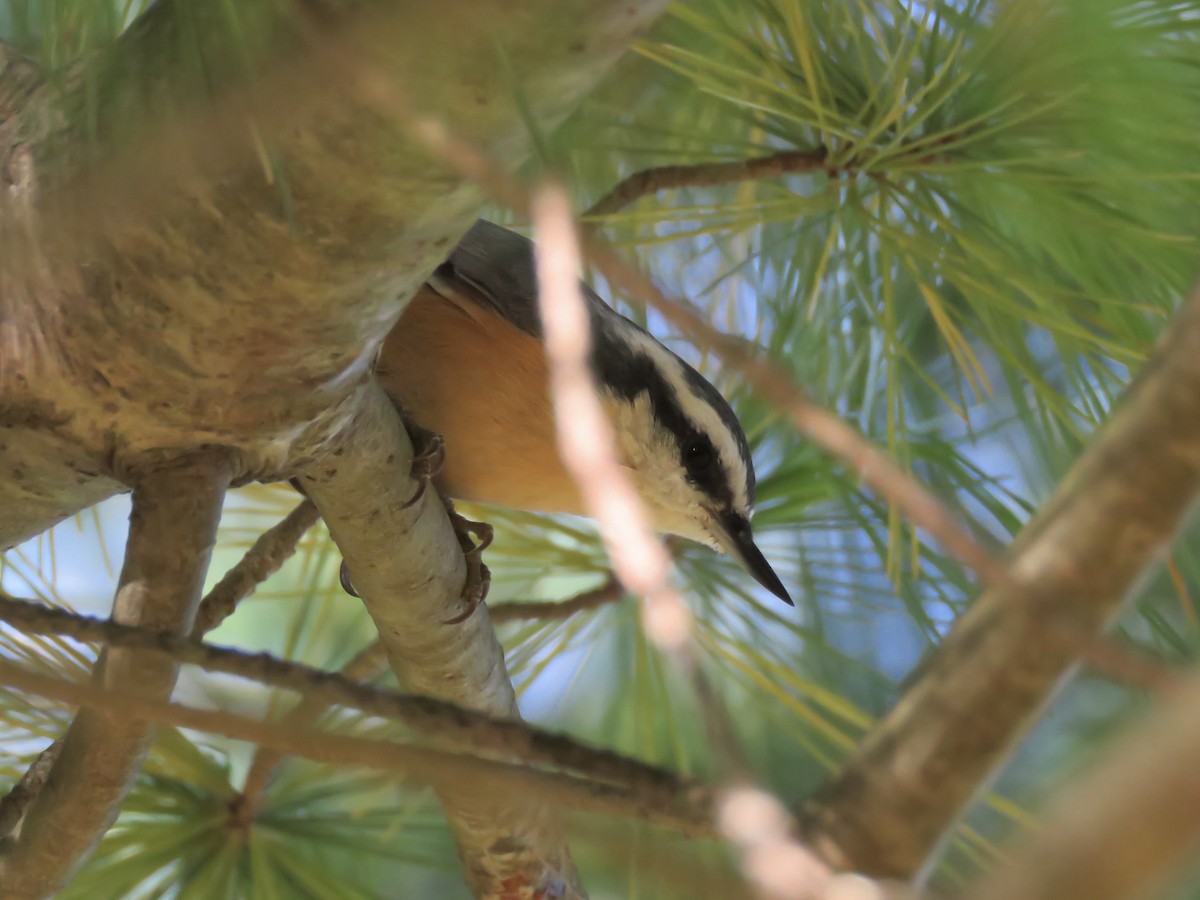 Red-breasted Nuthatch - ML643883953