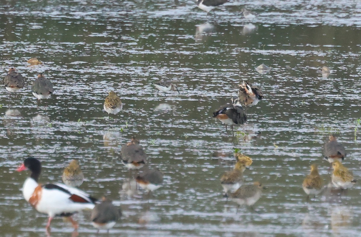 Curlew Sandpiper - ML643883954