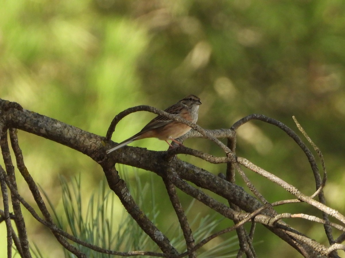 Rock Bunting - ML643883955