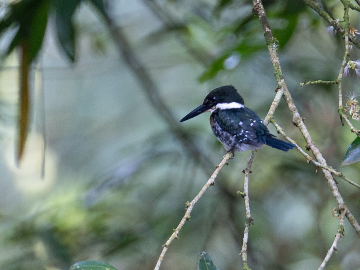 Green Kingfisher - ML643883956