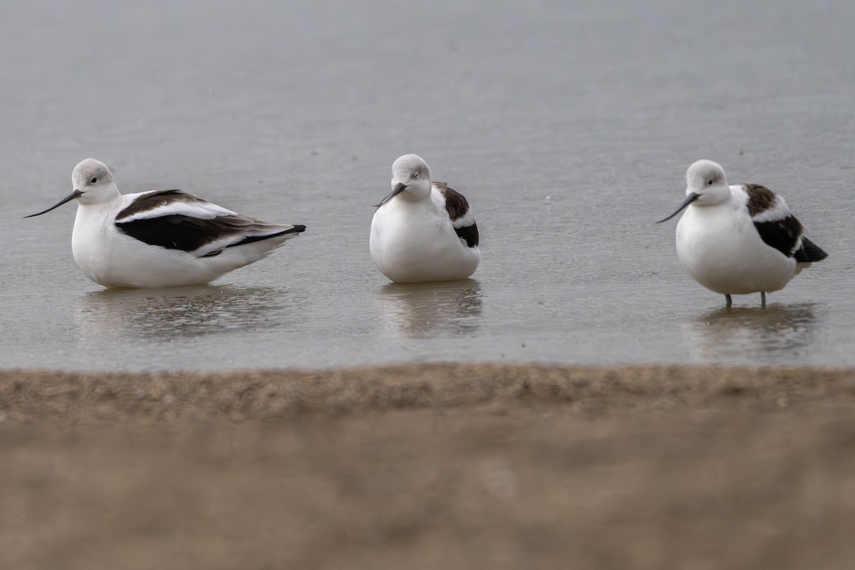 American Avocet - ML643883957