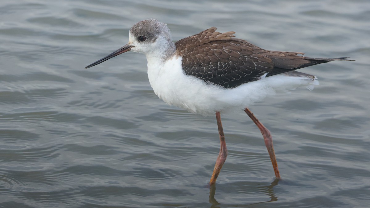 Black-winged Stilt - ML643883958