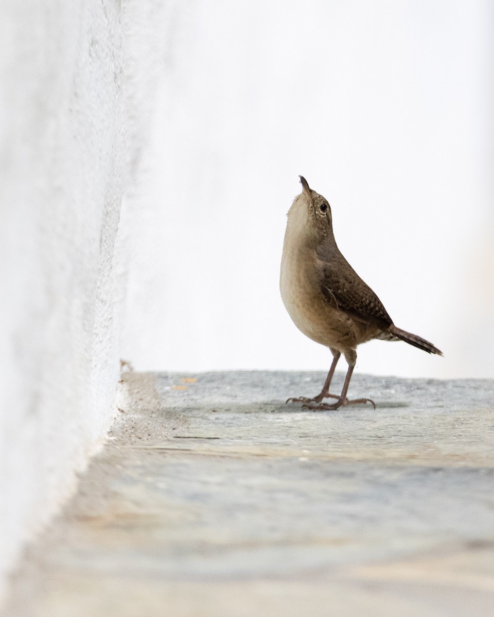 Southern House Wren - ML643883959