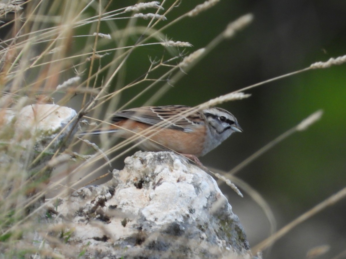 Rock Bunting - ML643883960