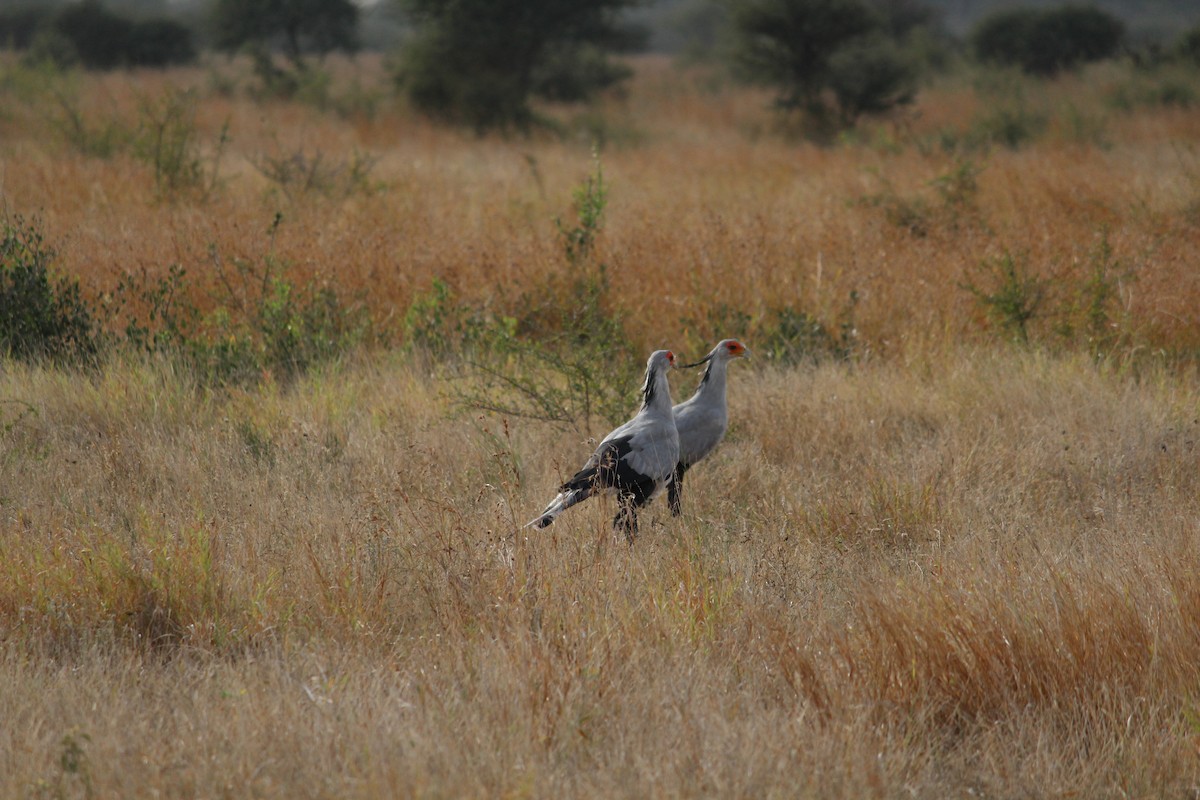 Secretarybird - ML643883962