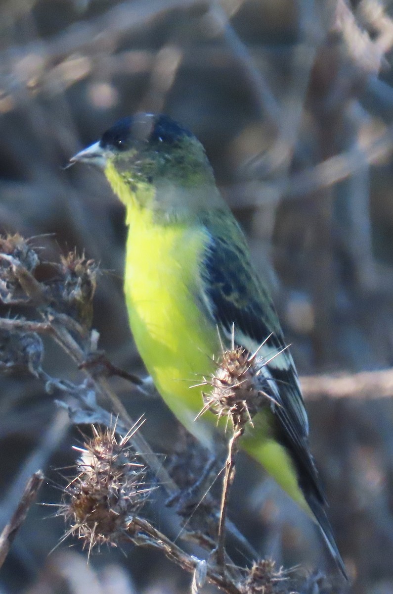 Lesser Goldfinch - ML643883963