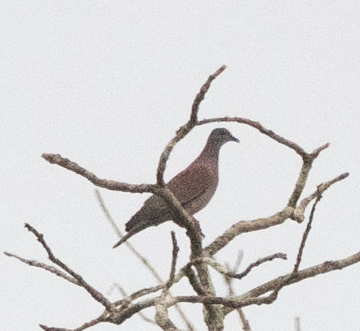 Pale-vented Pigeon - ML643883964