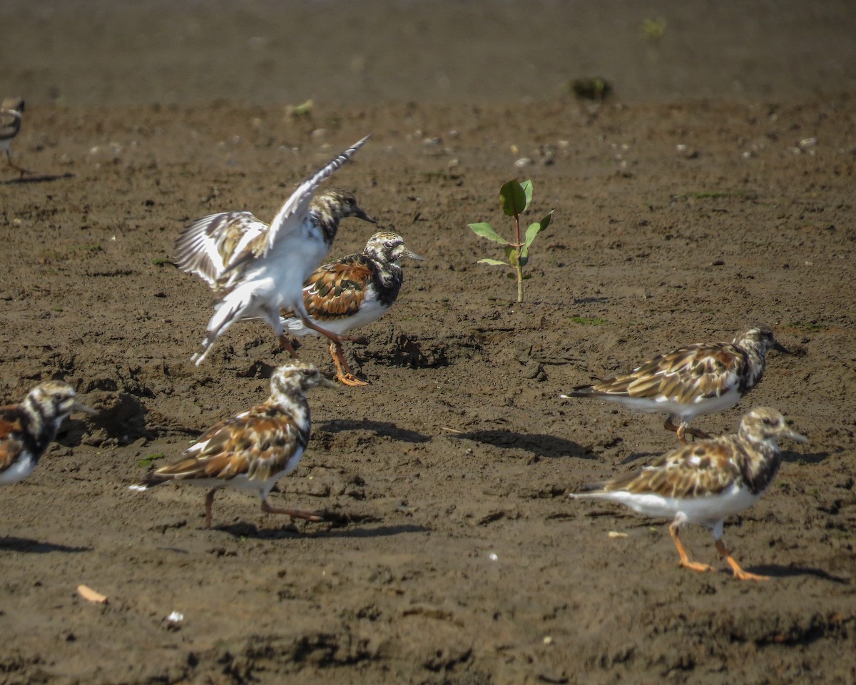 Ruddy Turnstone - ML643883965