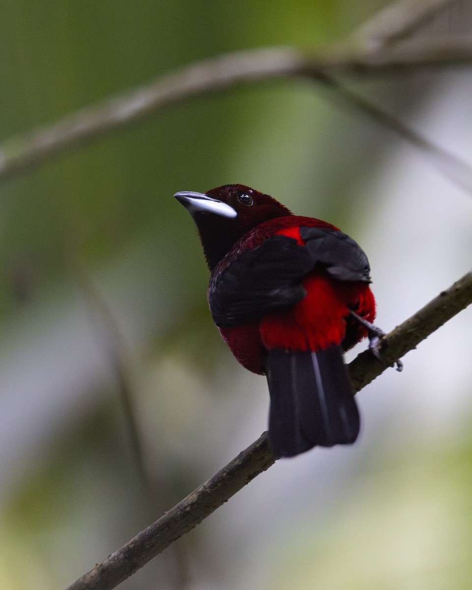 Crimson-backed Tanager - ML643883967