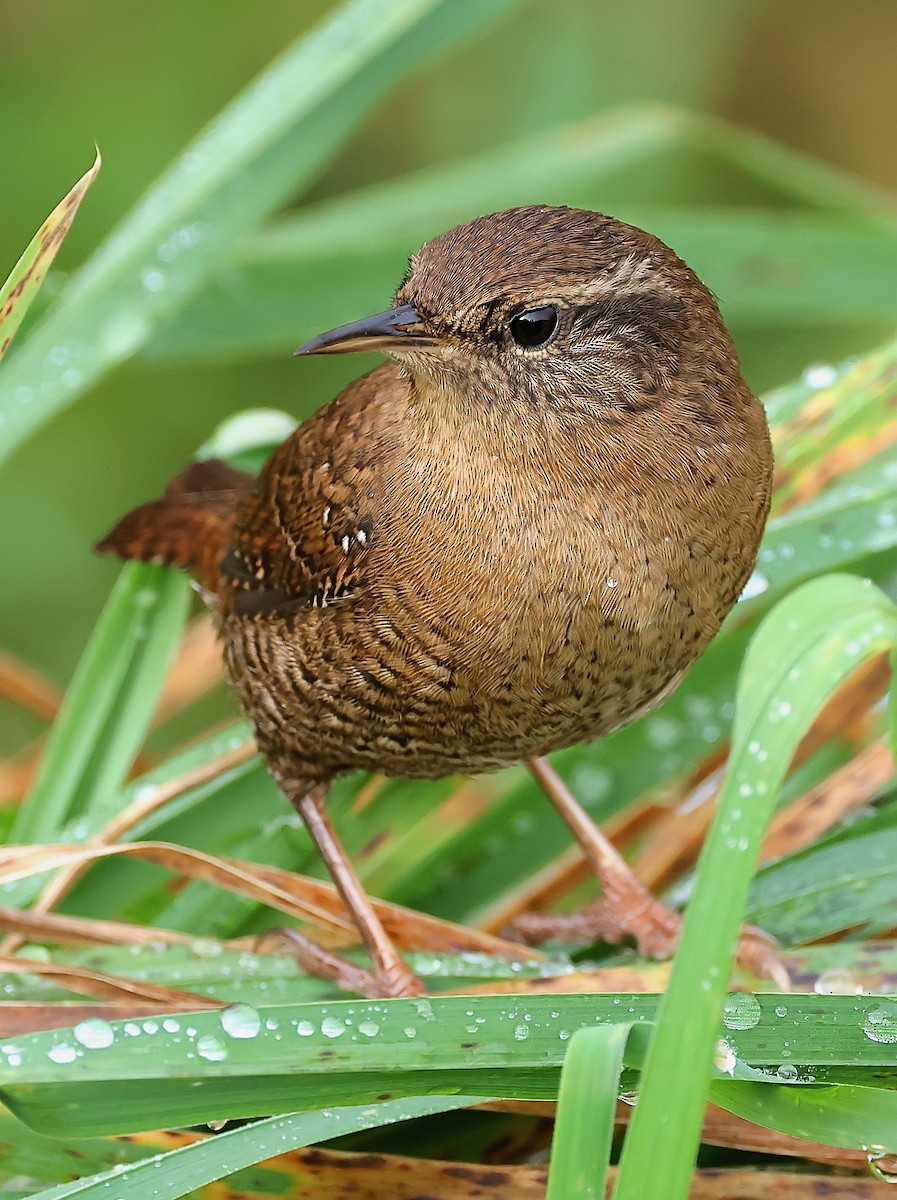 Eurasian Wren (Shetland) - ML643883968