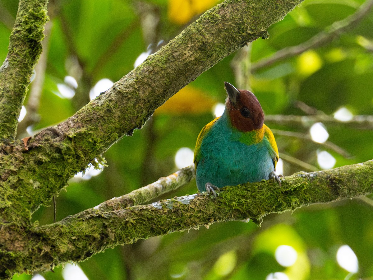 Bay-headed Tanager - ML643883969
