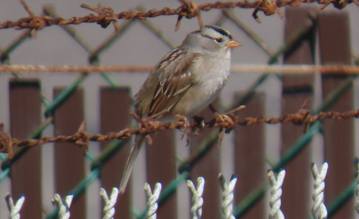 White-crowned Sparrow - ML643883970