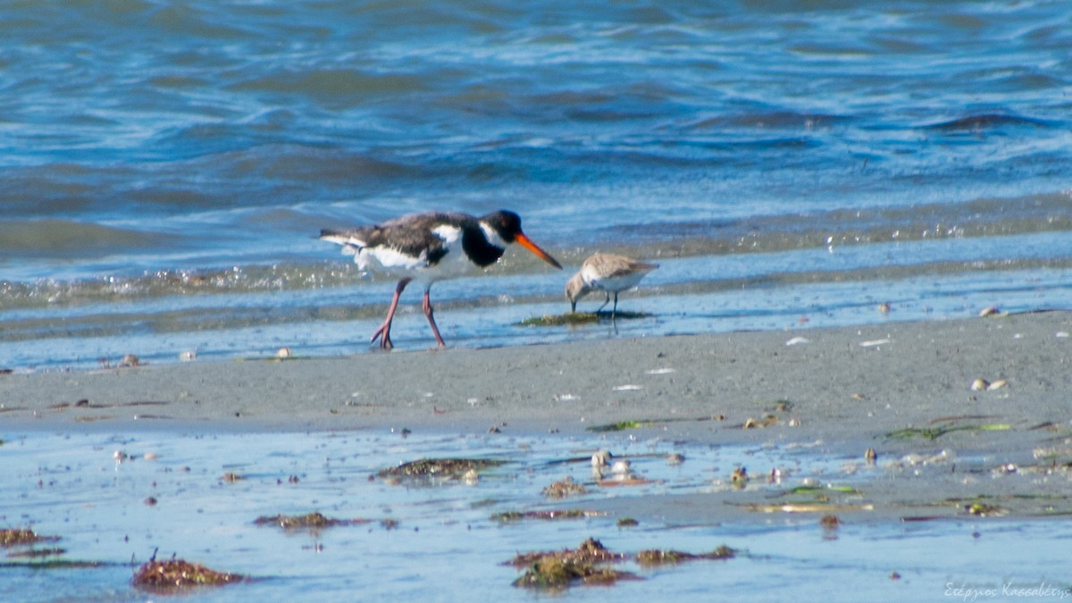 Eurasian Oystercatcher - ML643883971