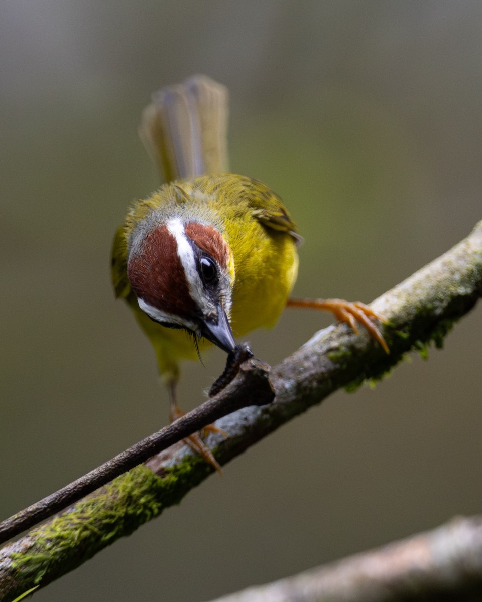Chestnut-capped Warbler - ML643883972