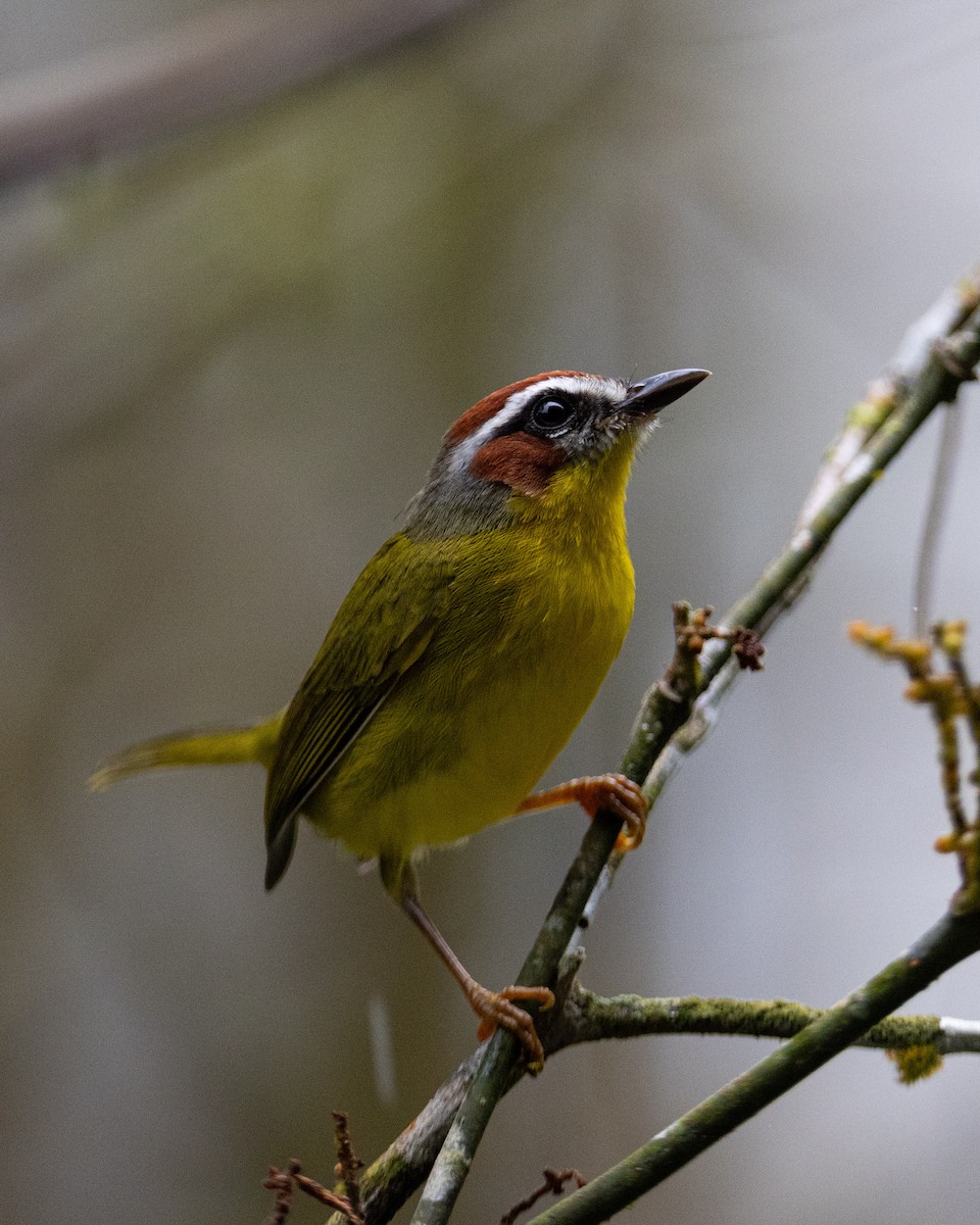 Chestnut-capped Warbler - ML643883973
