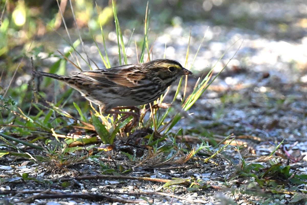 Savannah Sparrow - ML643883974