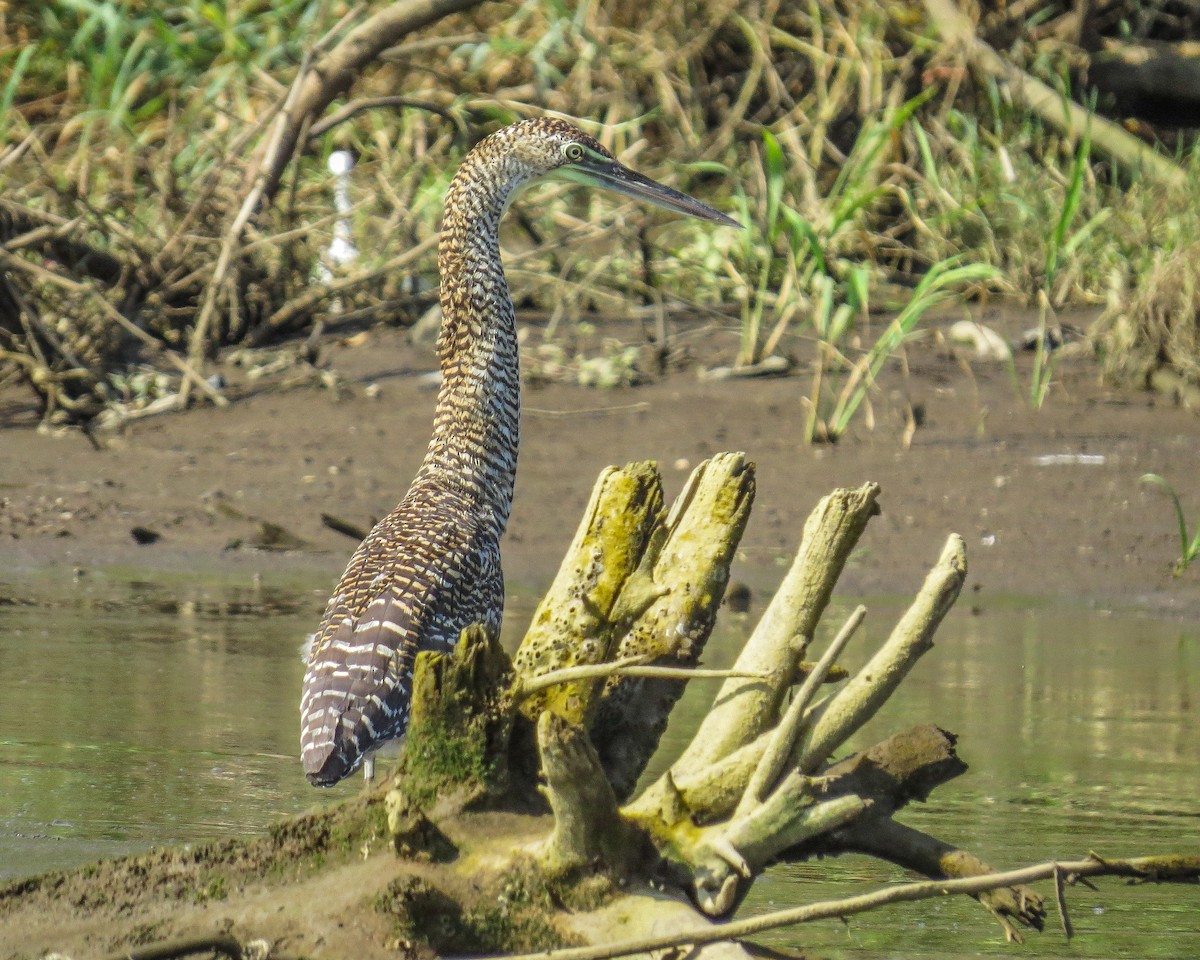 Bare-throated Tiger-Heron - ML643883976