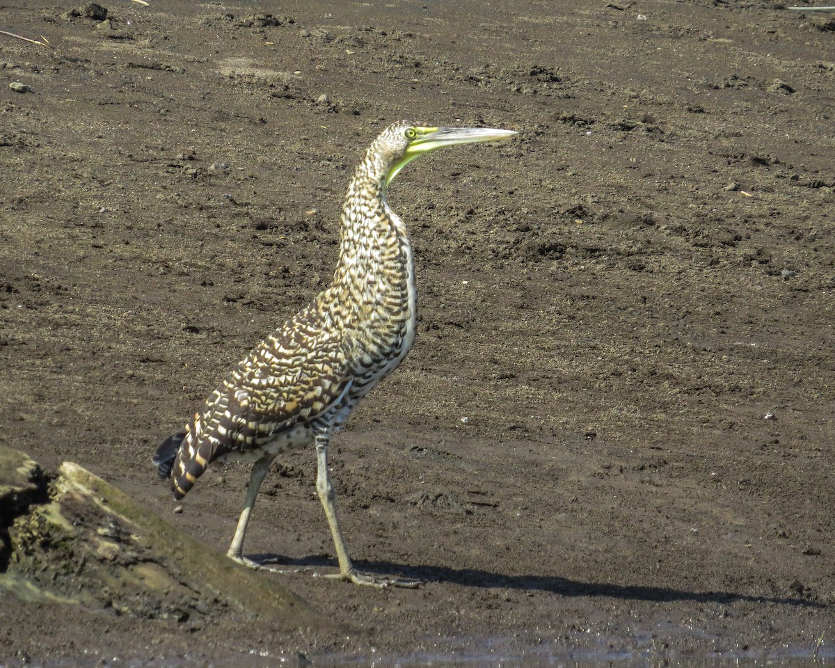 Bare-throated Tiger-Heron - ML643883977