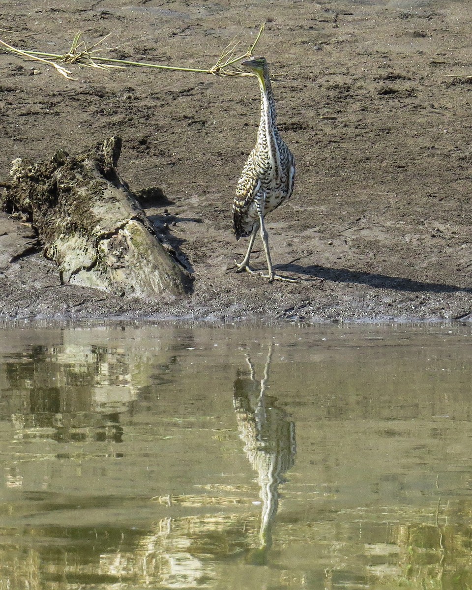 Bare-throated Tiger-Heron - ML643883978