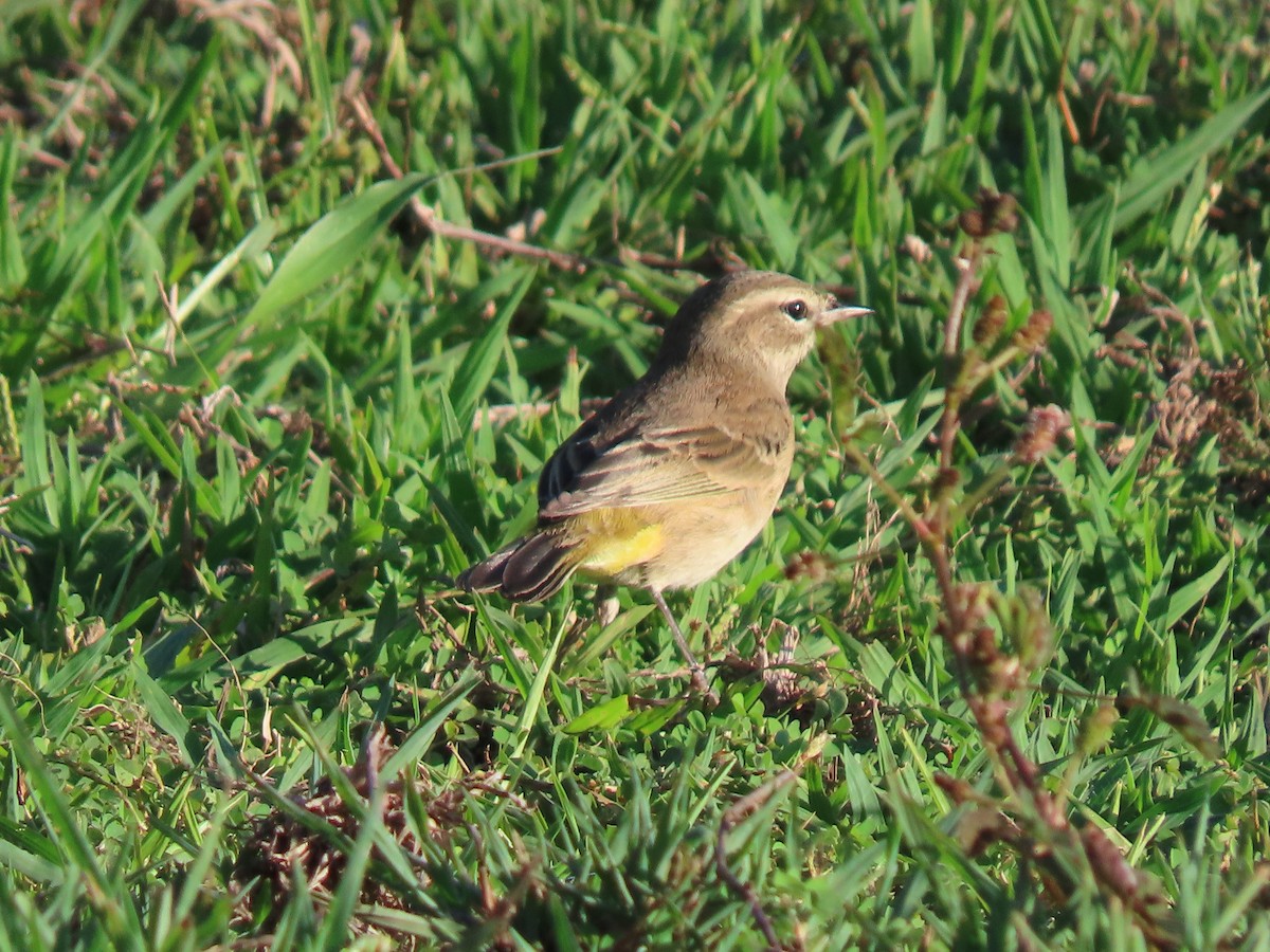 Palm Warbler - ML643883979