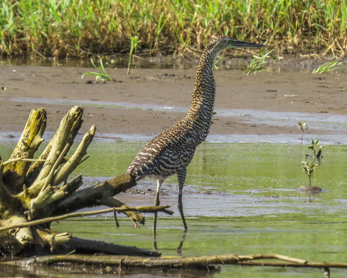 Bare-throated Tiger-Heron - ML643883980