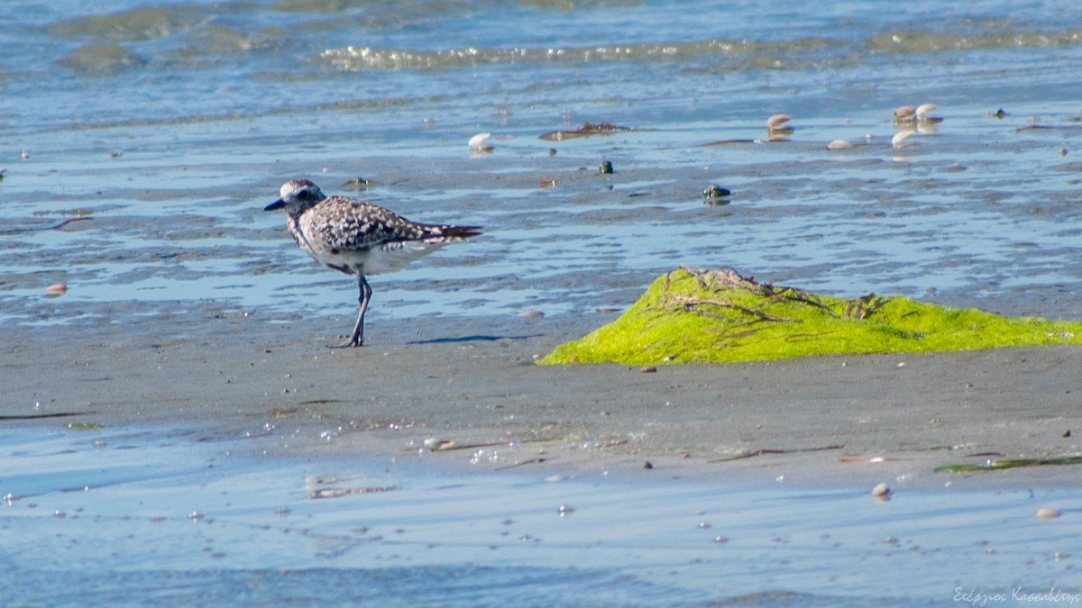 Black-bellied Plover - ML643883981