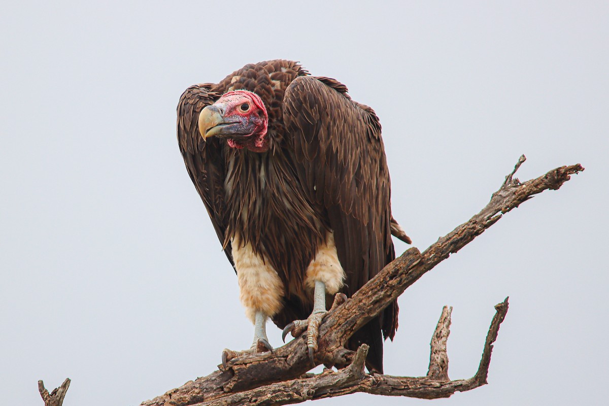 Lappet-faced Vulture - ML643883982