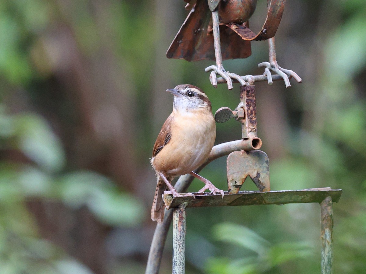 Carolina Wren - ML643883984