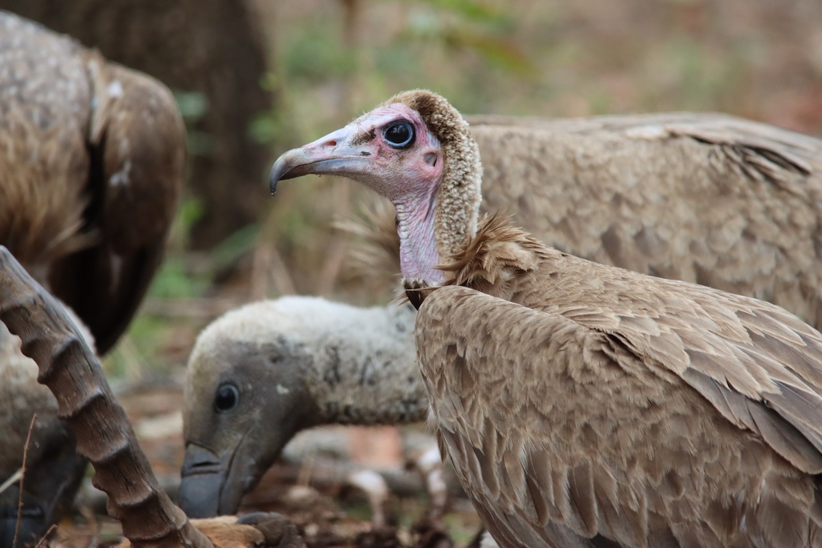 Hooded Vulture - ML643883994