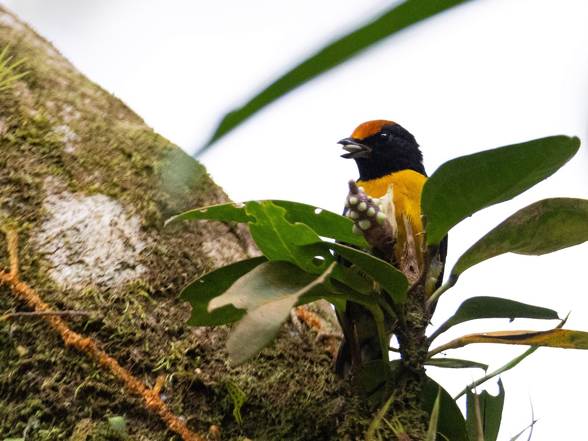 Tawny-capped Euphonia - ML643884015
