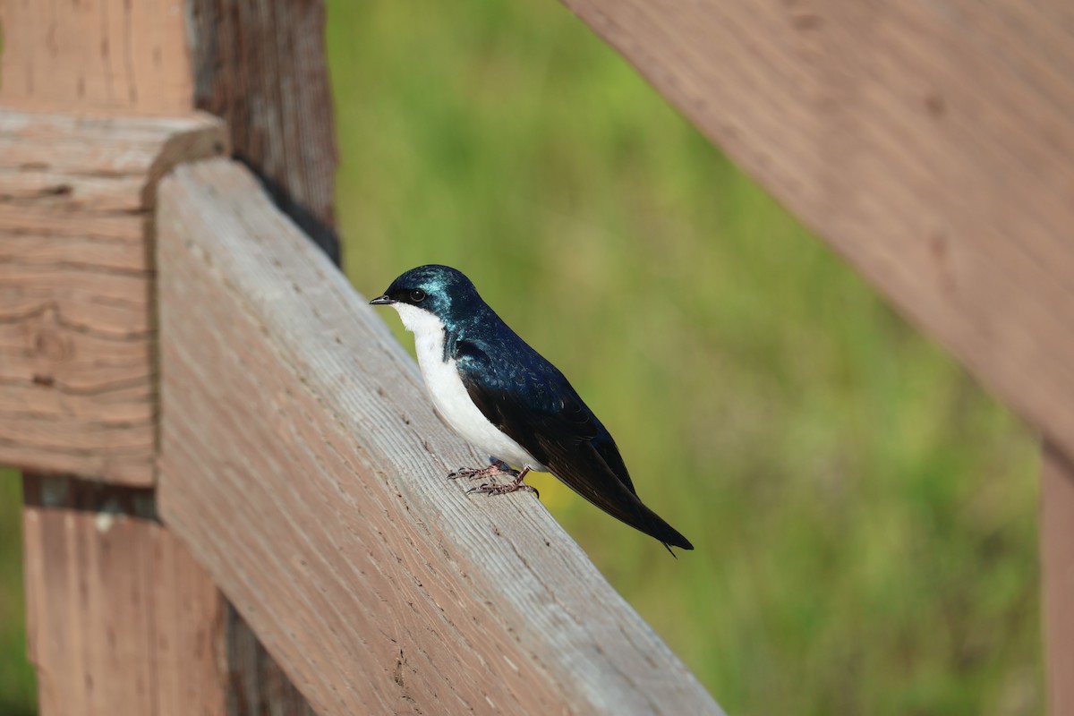 Tree Swallow - ML643884030