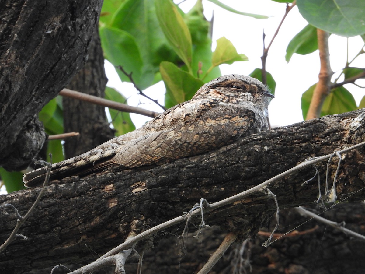 Hint Çobanaldatanı - ML643884033