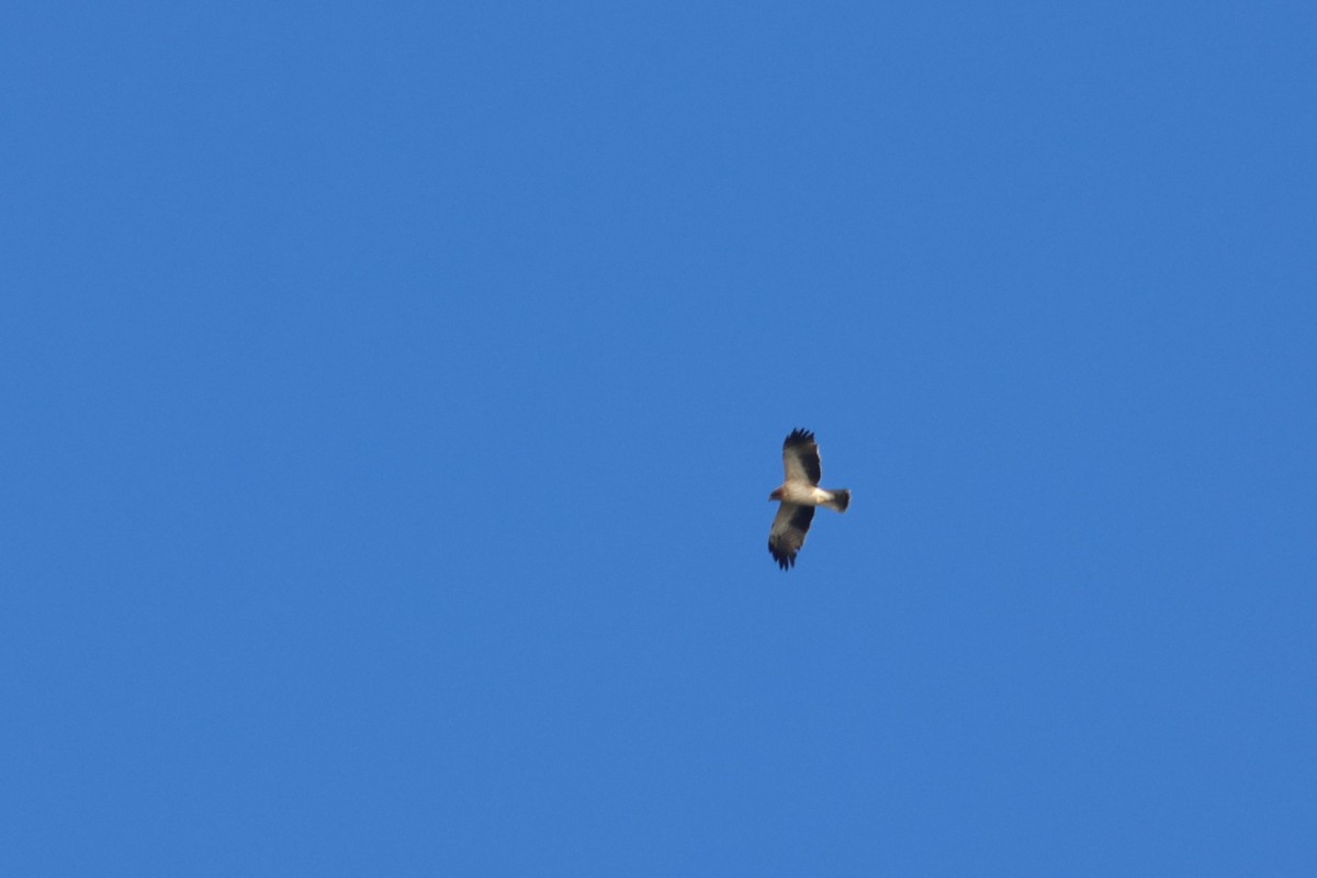 Бахим бүргэд - ML643884035