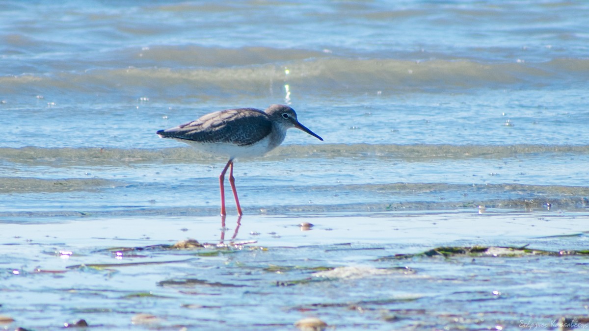 Common Redshank - ML643884041