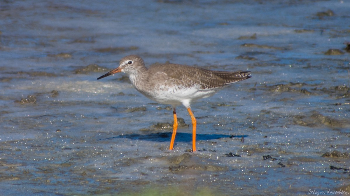 Common Redshank - ML643884042