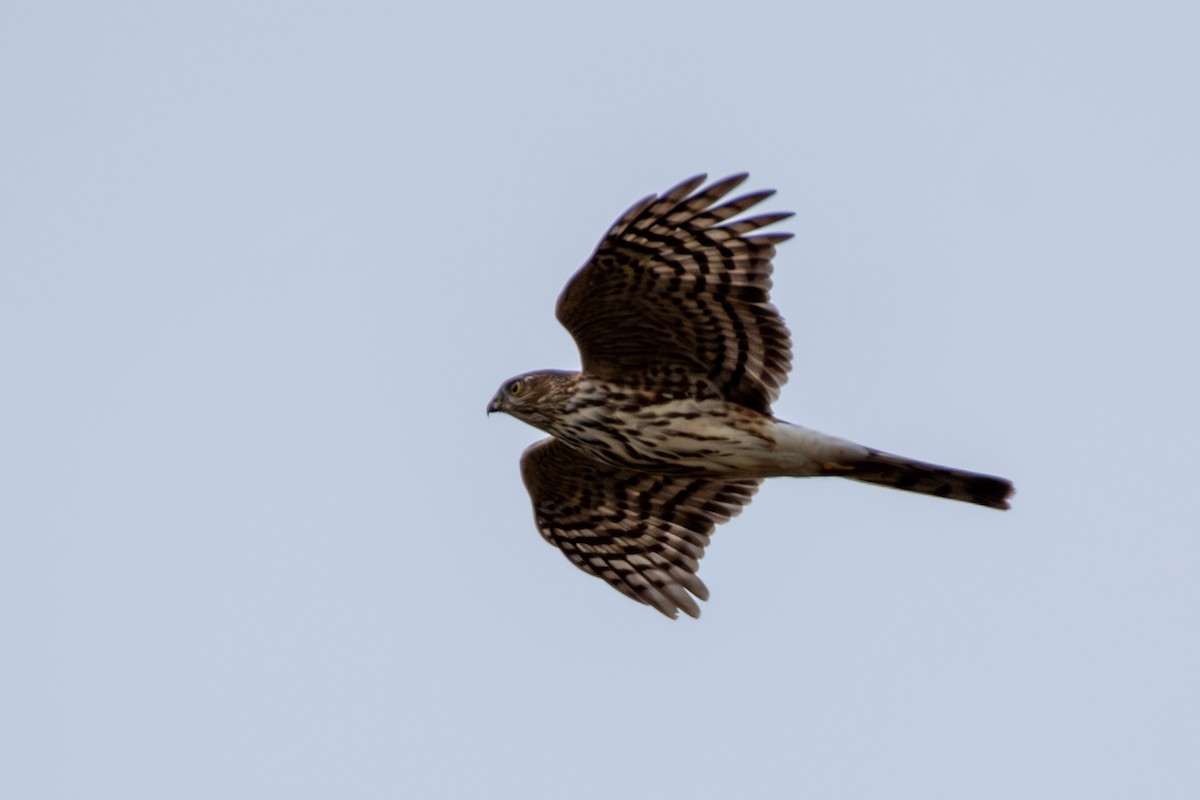 Sharp-shinned Hawk - ML643884044