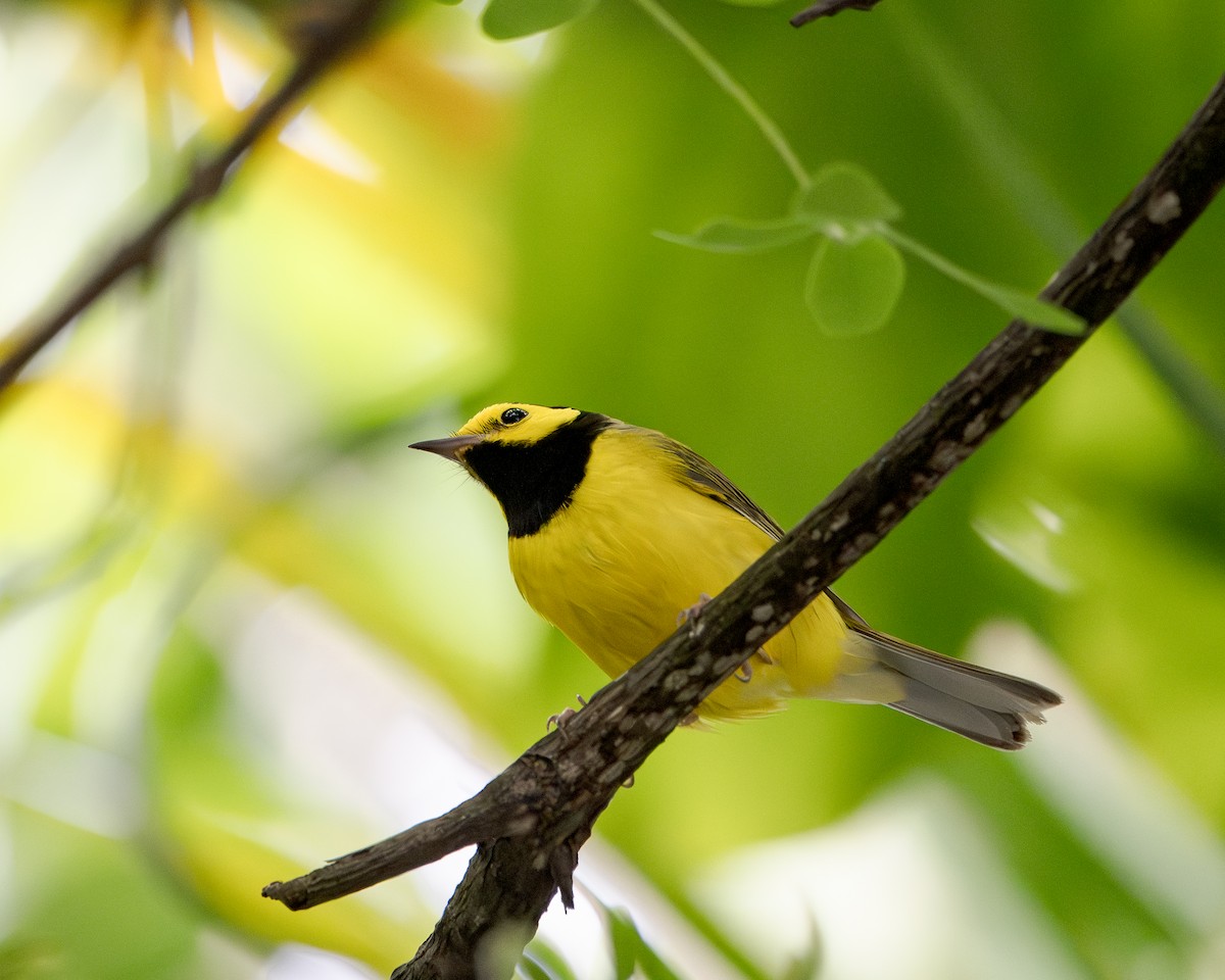 סבכון שחור-ראש - ML643884045