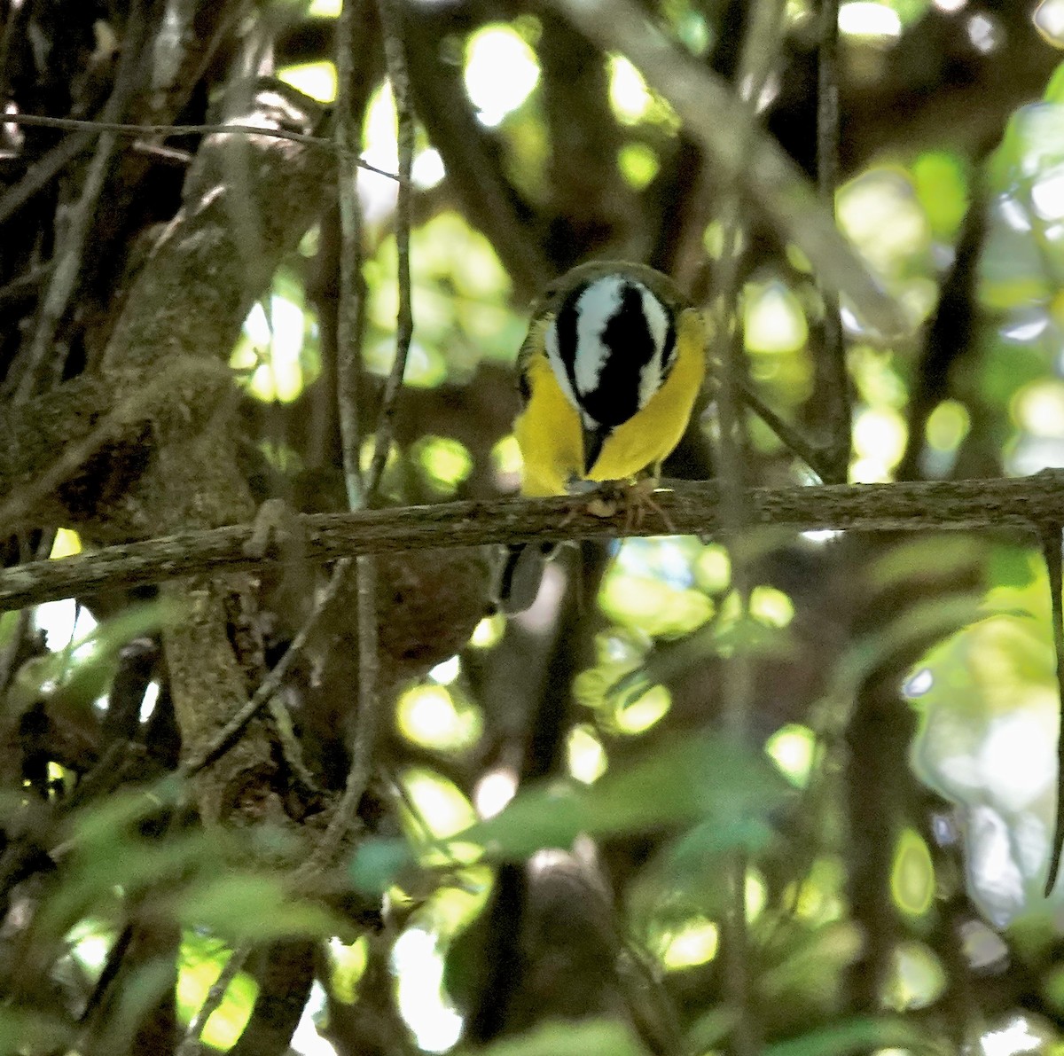 Eastern Shrike-tit - ML643884047