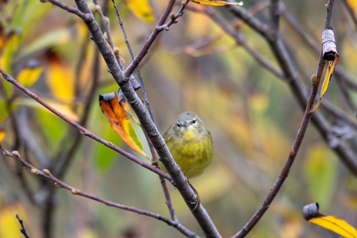 Orange-crowned Warbler (Gray-headed) - ML643884049
