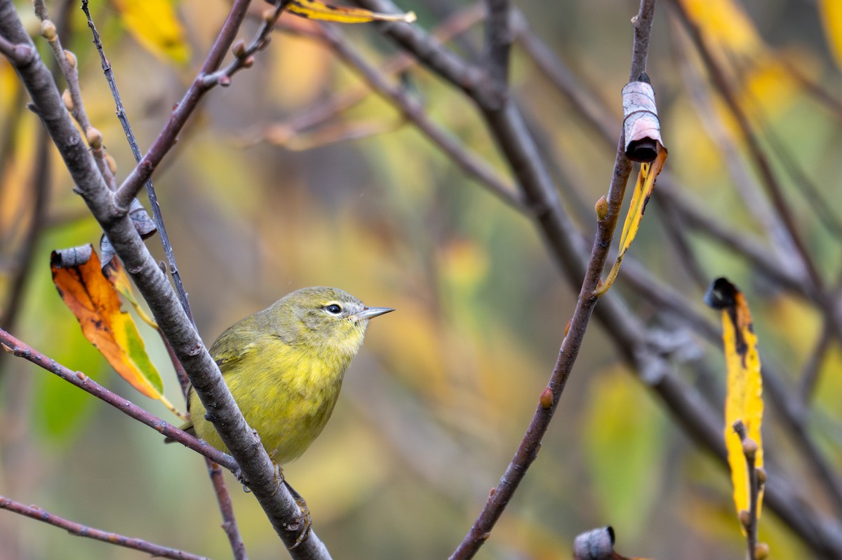 Orange-crowned Warbler (Gray-headed) - ML643884050