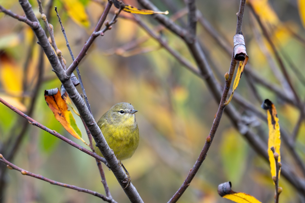 Orange-crowned Warbler (Gray-headed) - ML643884051