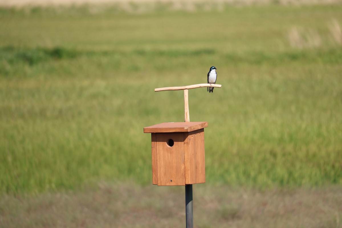 Tree Swallow - ML643884056