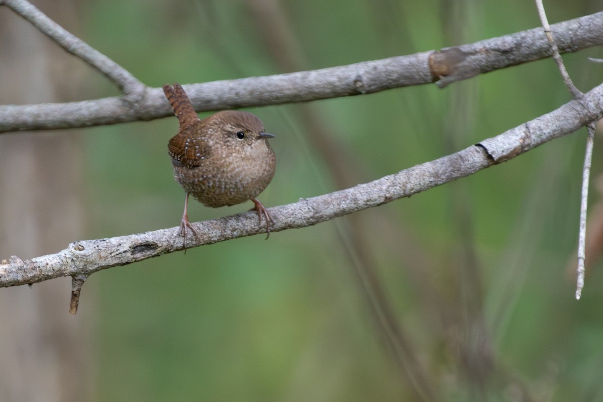 Winter Wren - ML643884057