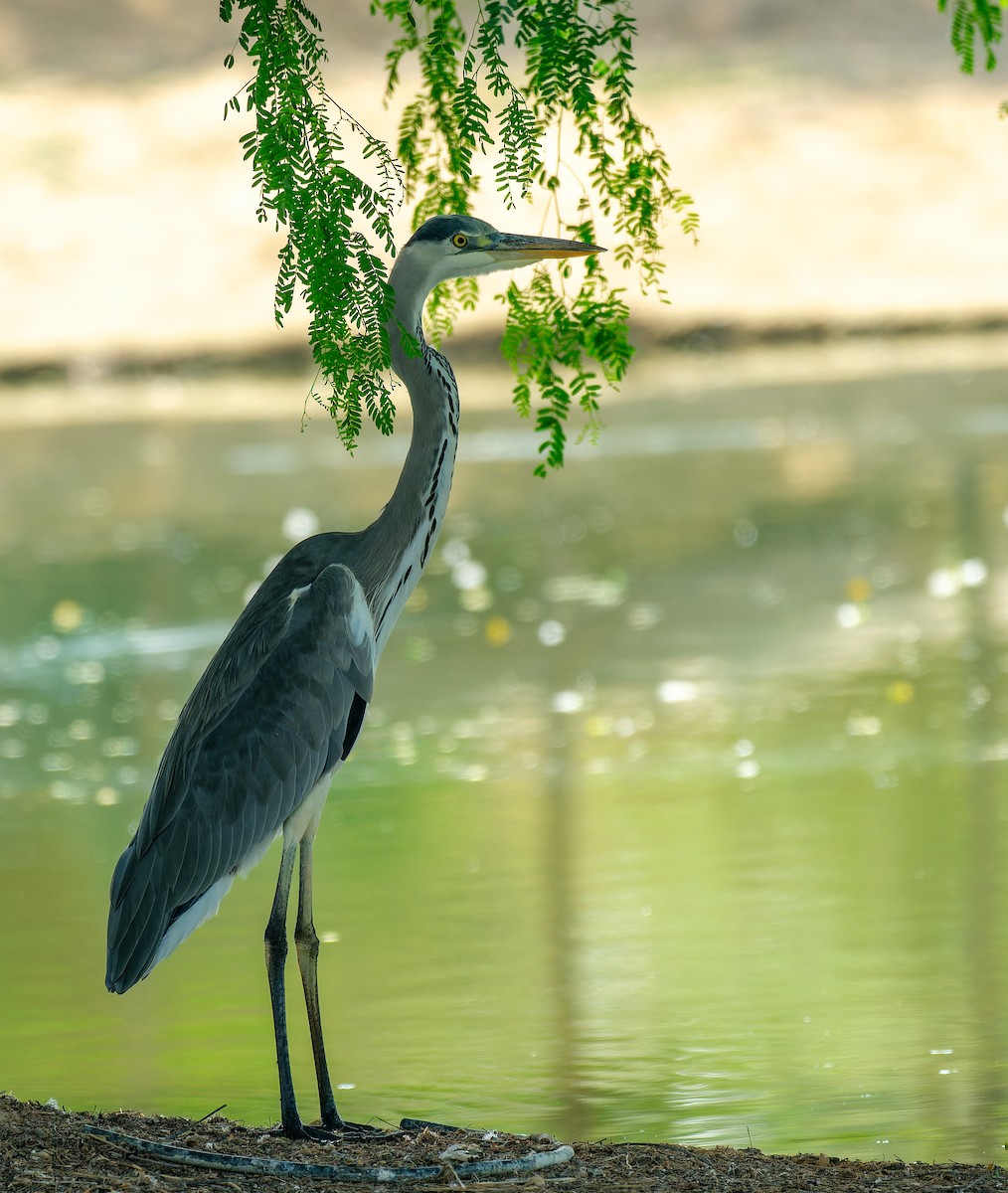 Gray Heron - ML643884061