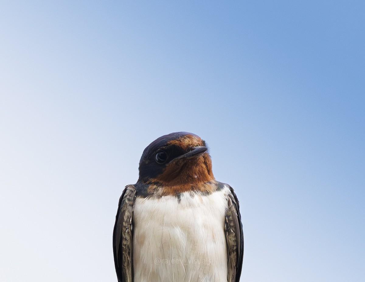 Barn Swallow - ML643884078