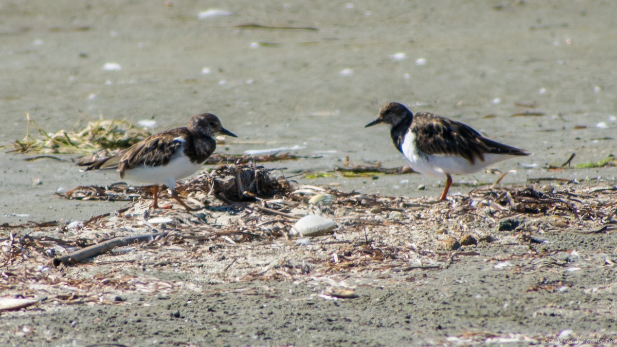 Ruddy Turnstone - ML643884080
